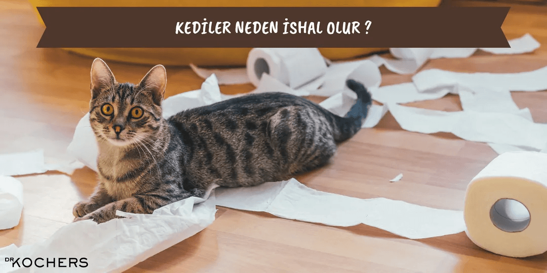 Kediler Neden İshal Olur? Kedi İshali Nasıl Geçer ?