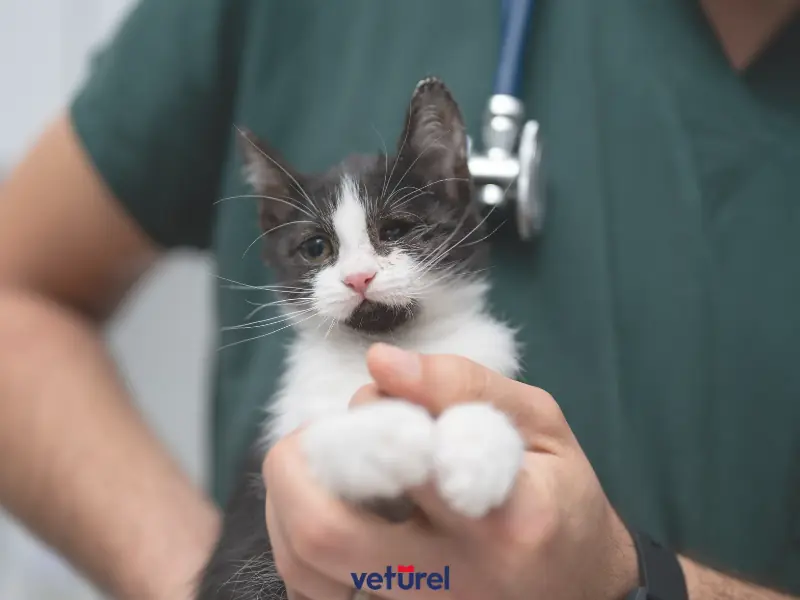 kedilerde böbrek yetmezliği 