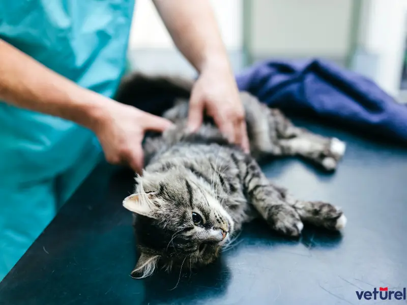 kısırlaştırılmış kedi bakımı