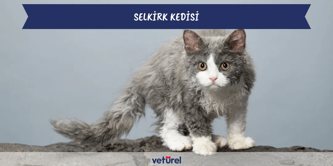 Selkirk Kedisi Özellikleri ve Bakımı