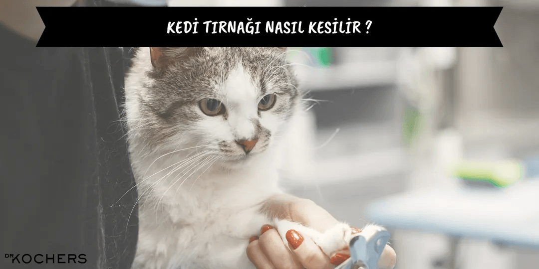 Kedi Tırnağı Nasıl Kesilir ?
