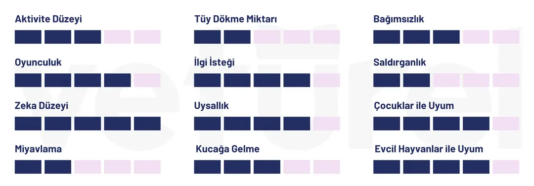 balinese kedisi özellikleri tablosu 