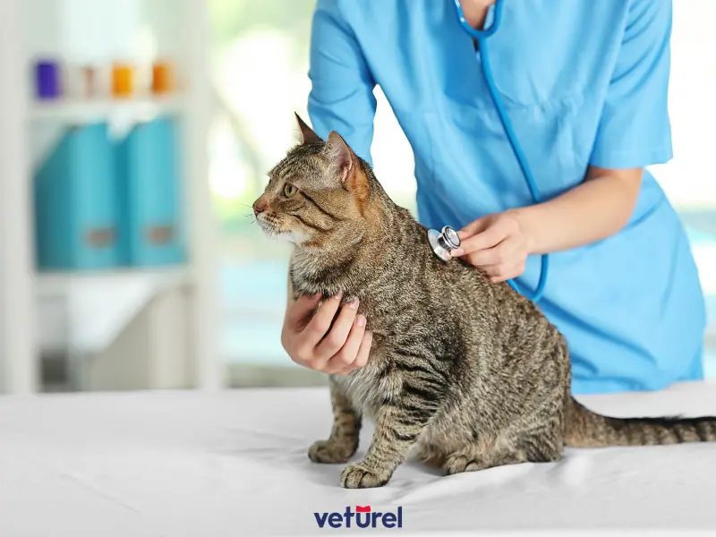 kedilerde akciğer ödemi