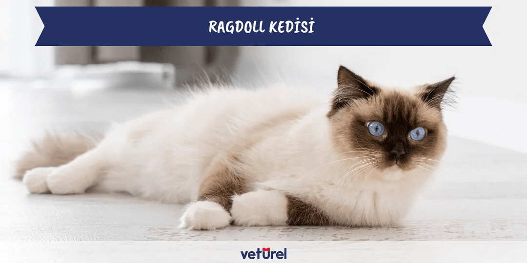 Ragdoll Kedisi Özellikleri ve Bakımı