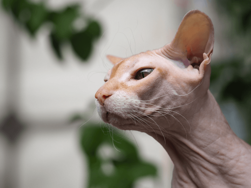 tüysüz kedi bakımı