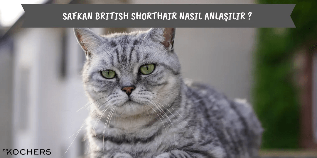 Safkan British Shorthair Nasıl Anlaşılır ?