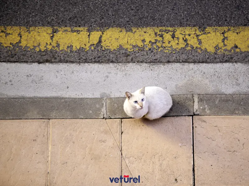 kaybolan kedi evini bulabilir mi