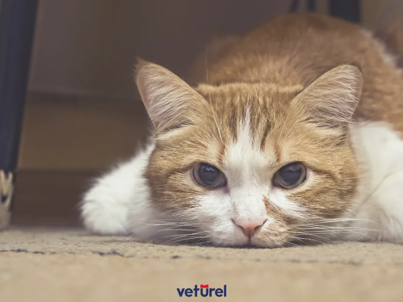 kedilerde ani ölüm