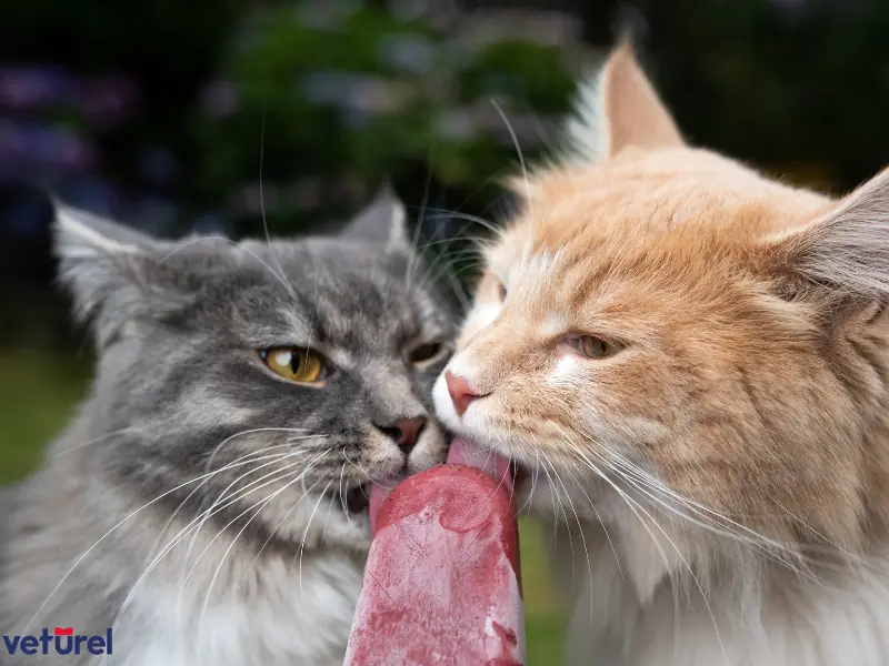 kediler dondurma yer mi 