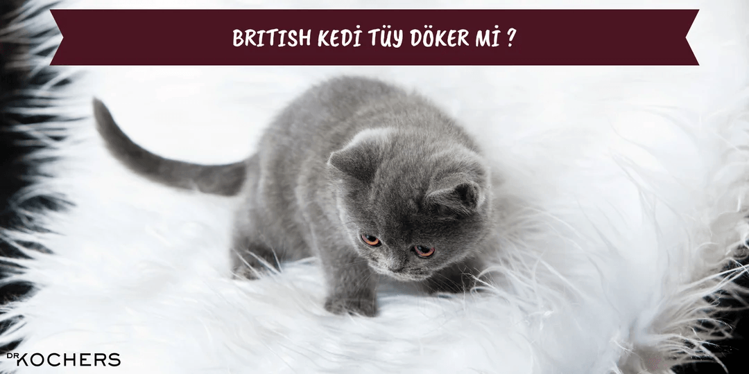 British Kedi Tüy Döker Mi ?