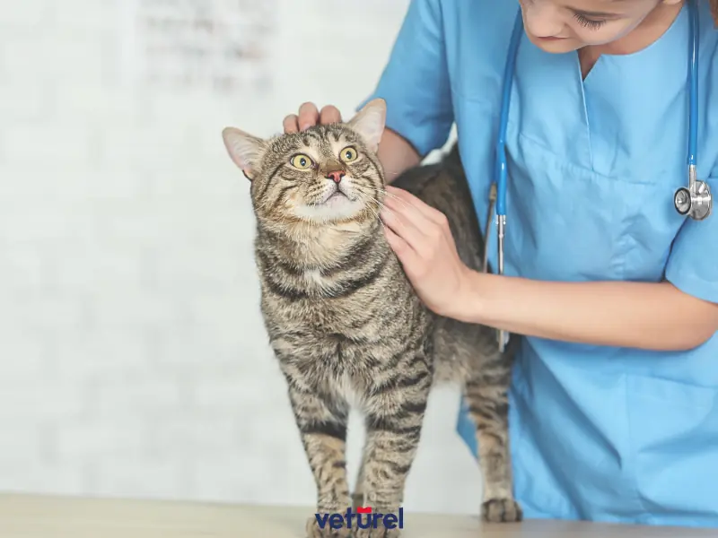 kedilerde böbrek taşı belirtileri