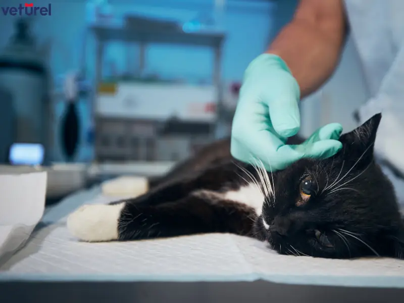 kısırlaştırılmış kedi bakımı