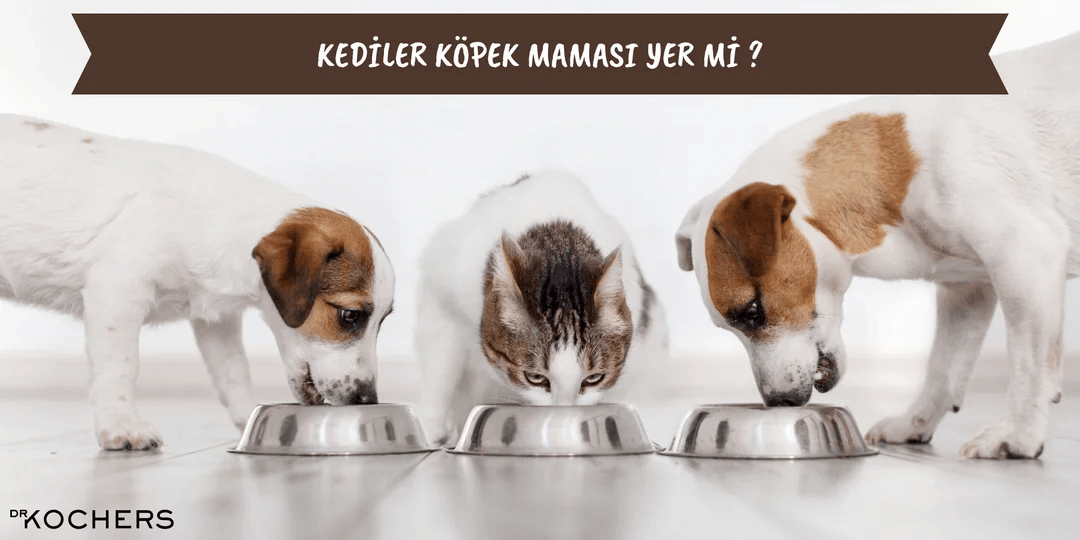 Kediler Köpek Maması Yer Mi ?
