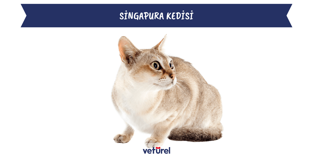 singapura kedisi