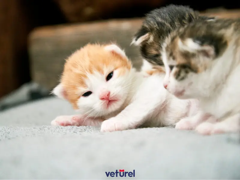 yavru kedilerde göbek bağı iltihabı