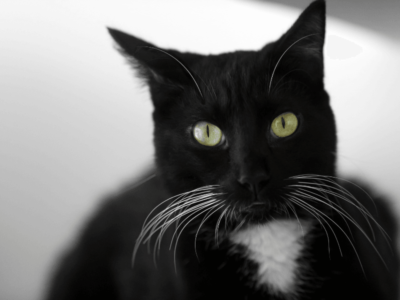 beyaz bıyıklı siyah kedi 