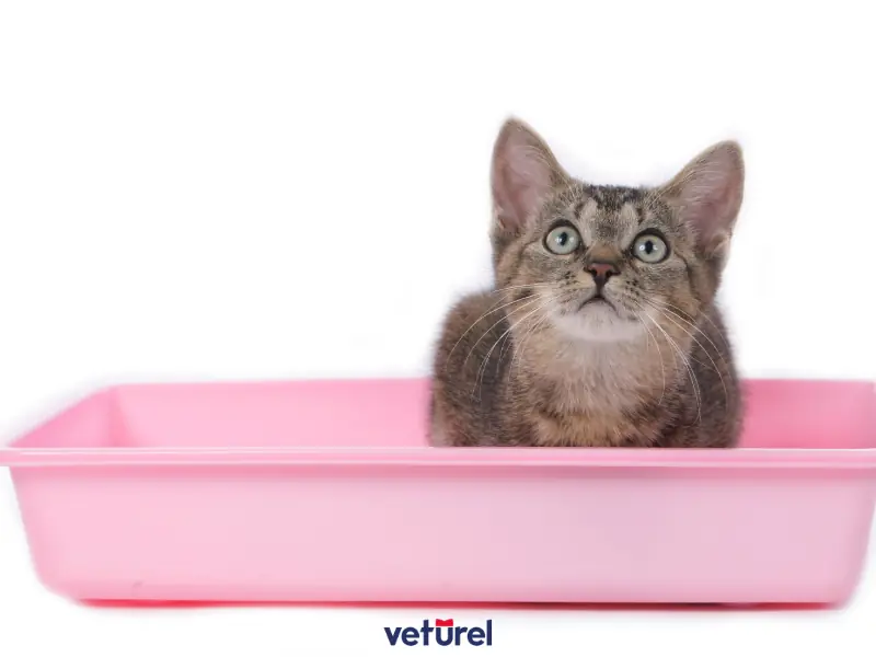 kediler kum kabına neden yatar ? 