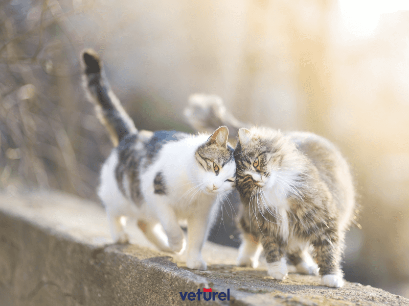 dişi kedi mi erkek kedi mi 