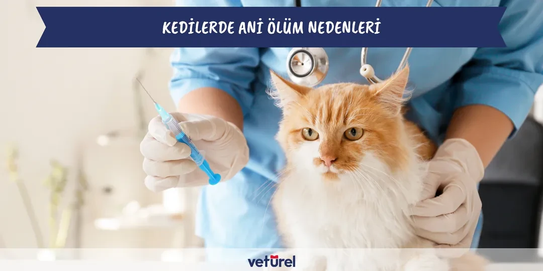 Kedilerde Ani Ölüm Nedenleri