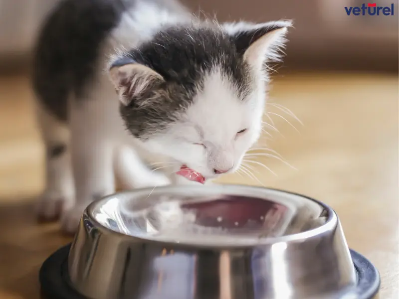 yavru kedi neden miyavlar 