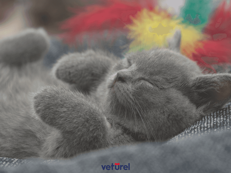 british yavru kedi