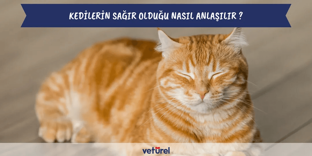 Kedilerin Sağır Olduğu Nasıl Anlaşılır ?