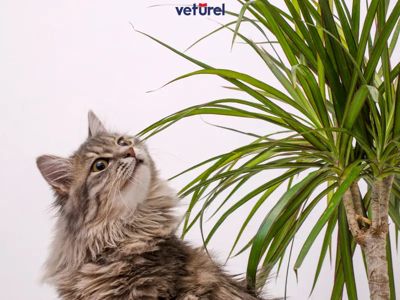 kediler için zehirli bitkiler