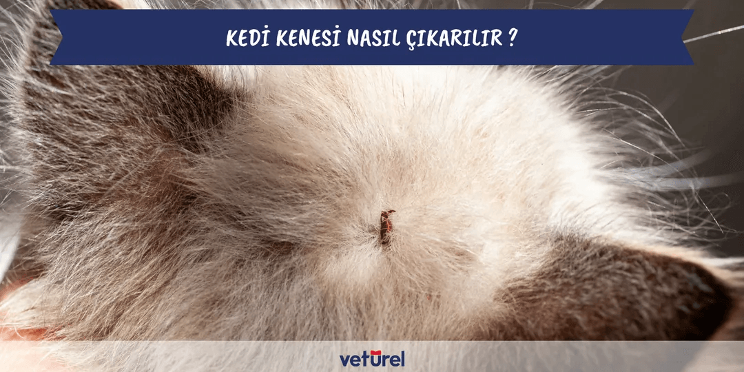 Kedi Kenesi Nasıl Çıkarılır ?