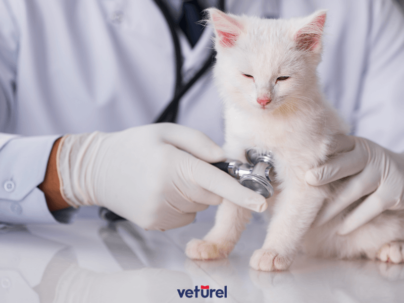 kedi iç parazit
