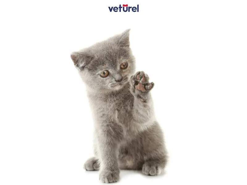 british shorthair sahiplenme