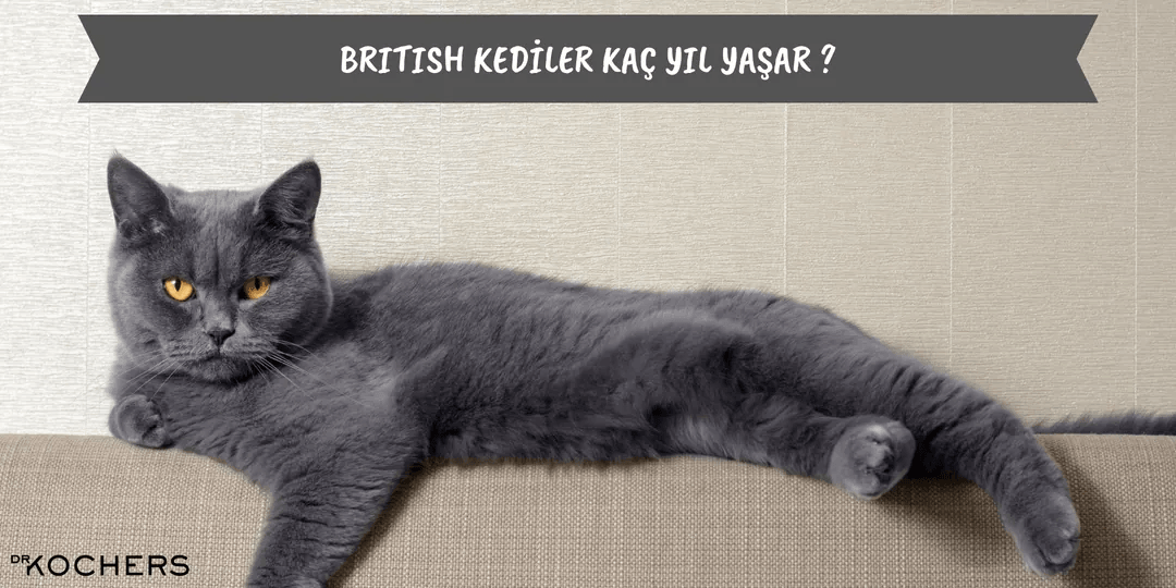 British Kediler Kaç Yıl Yaşar ?