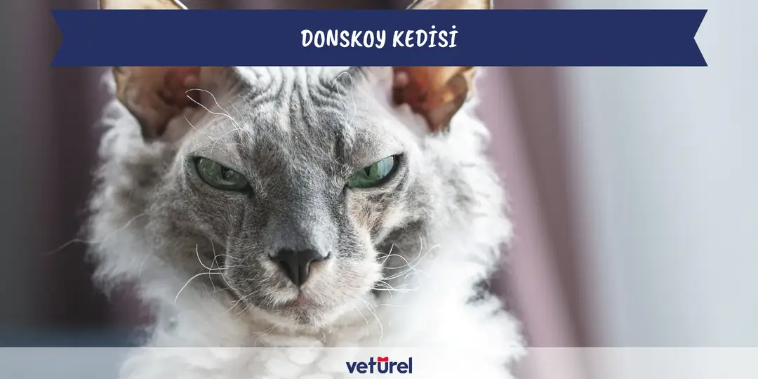 donskoy kedisi,