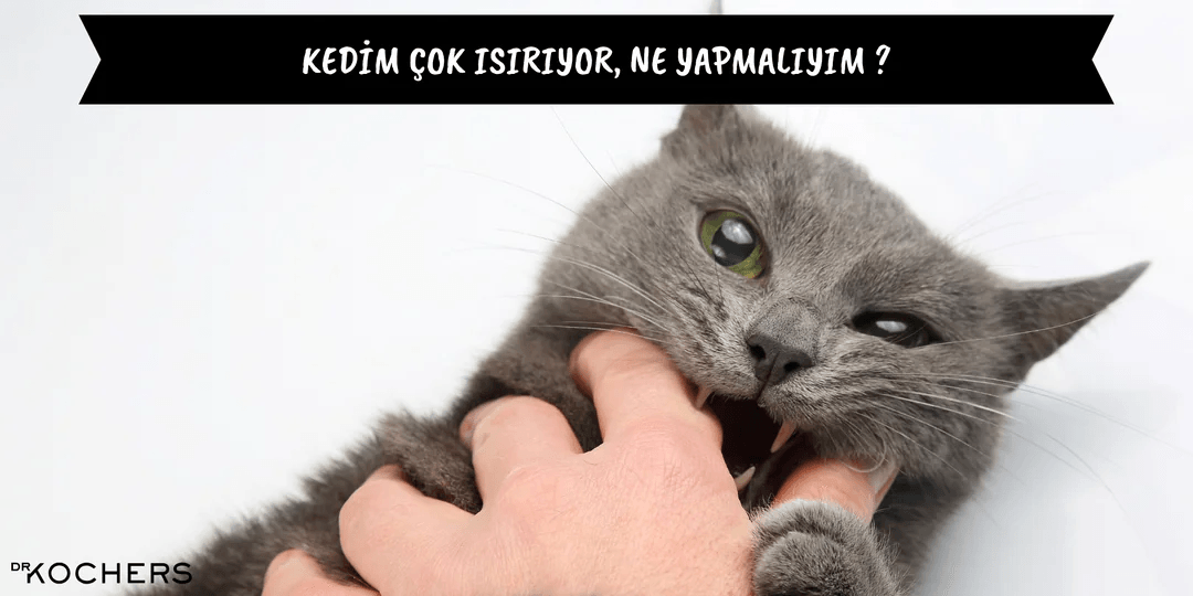 Kedim Çok Isırıyor, Ne Yapmalıyım ?