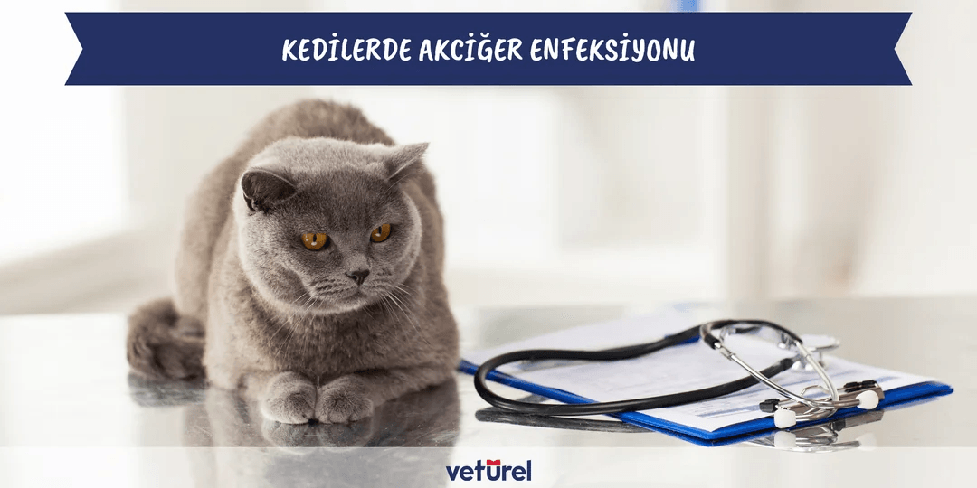 Kedilerde Akciğer Enfeksiyonu