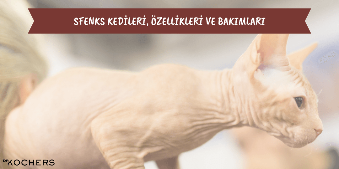sfenks kedisi tüysüz kedi