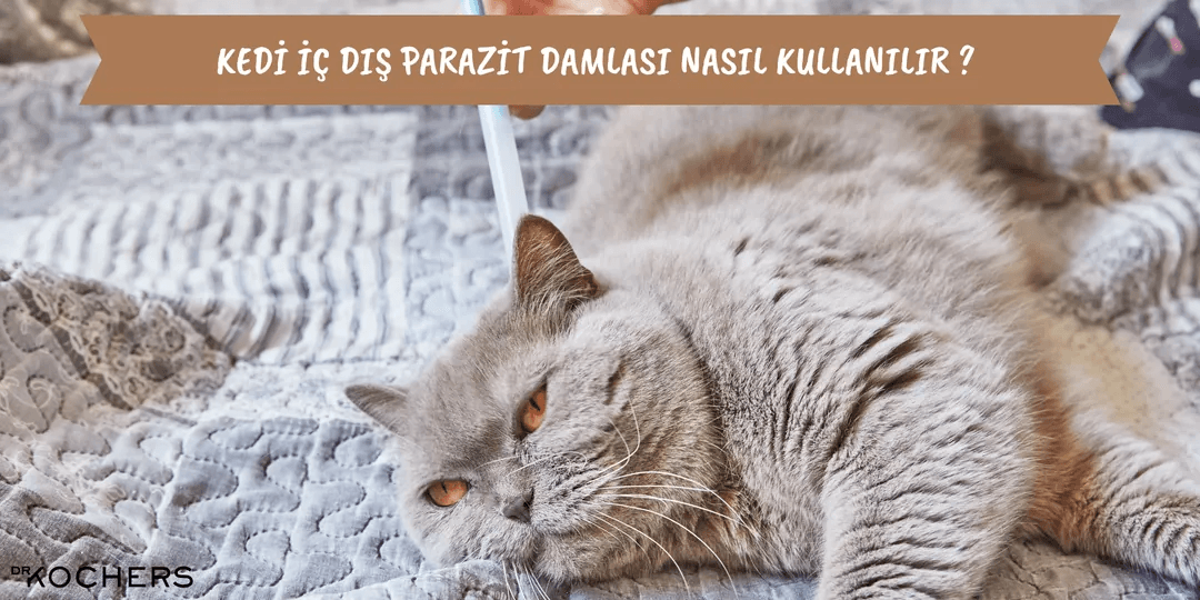 Kedi İç Dış Parazit Damlası Nasıl Kullanılır ?