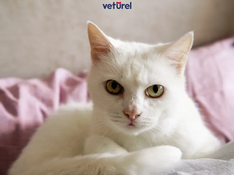 kedilerde kornea çizilmesi