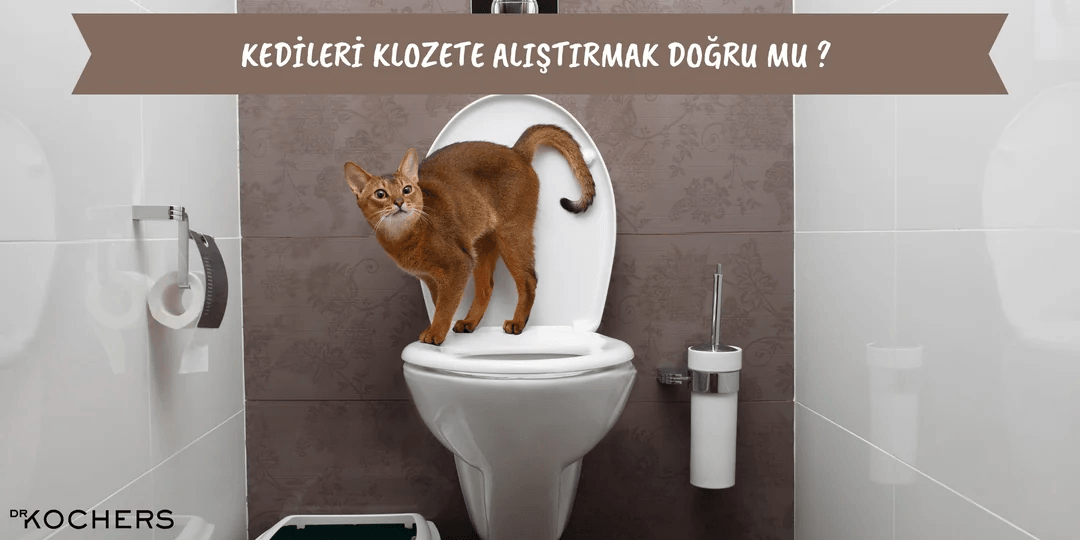 Kedileri Klozete Alıştırmak Doğru Mu ?