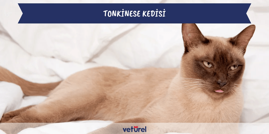 Tonkinese Kedisi Özellikleri ve Bakımı