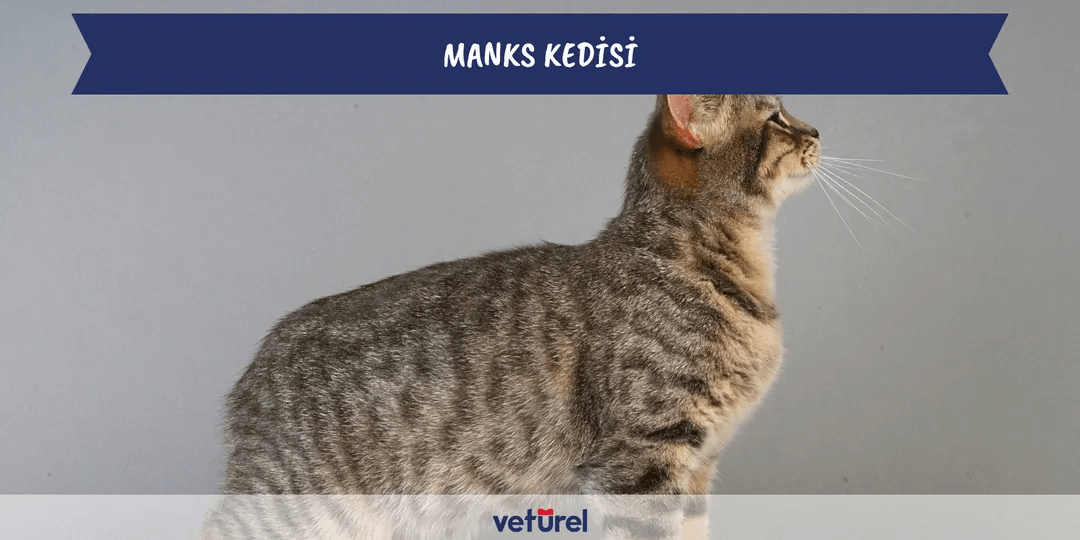Manks Kedisi Özellikleri ve Bakımı