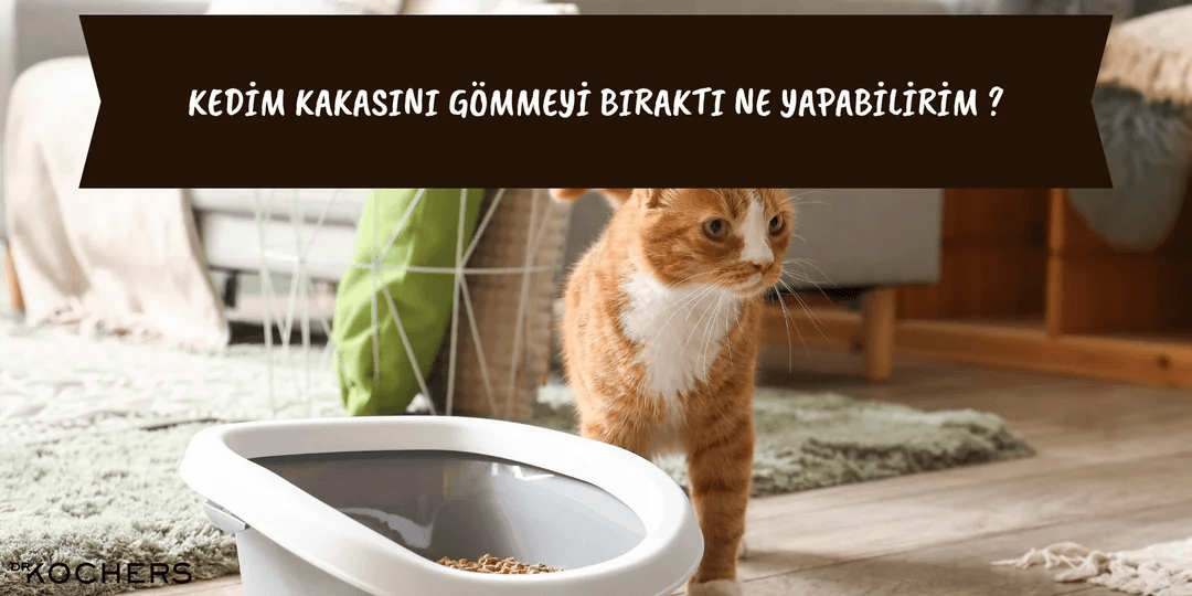 Kedim Kakasını Gömmeyi Bıraktı Ne Yapabilirim ?