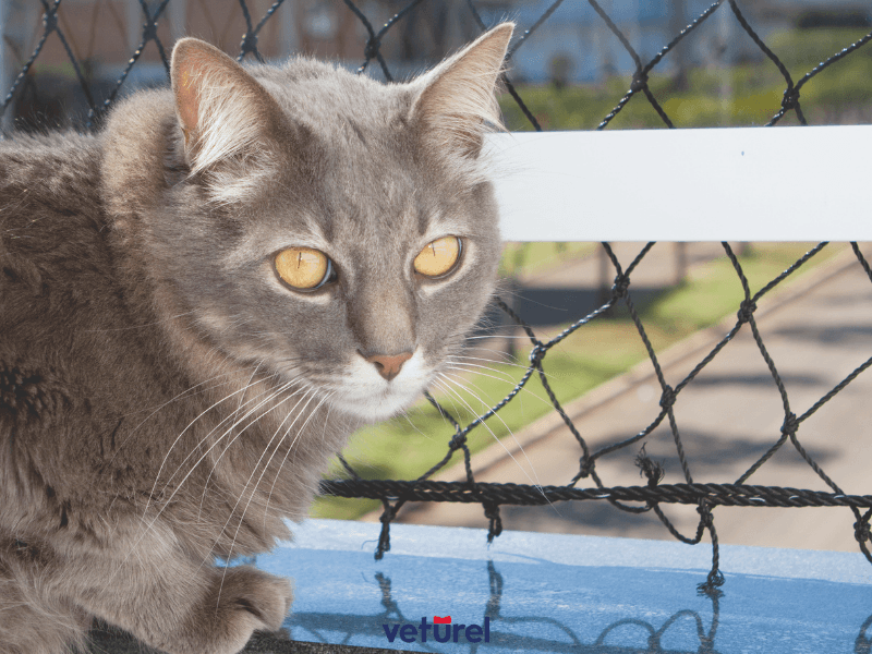 kedi filesi