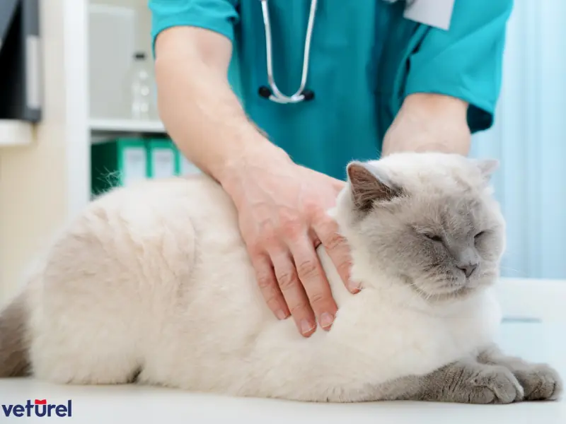 kedilerde idrar yolu enfeksiyonu