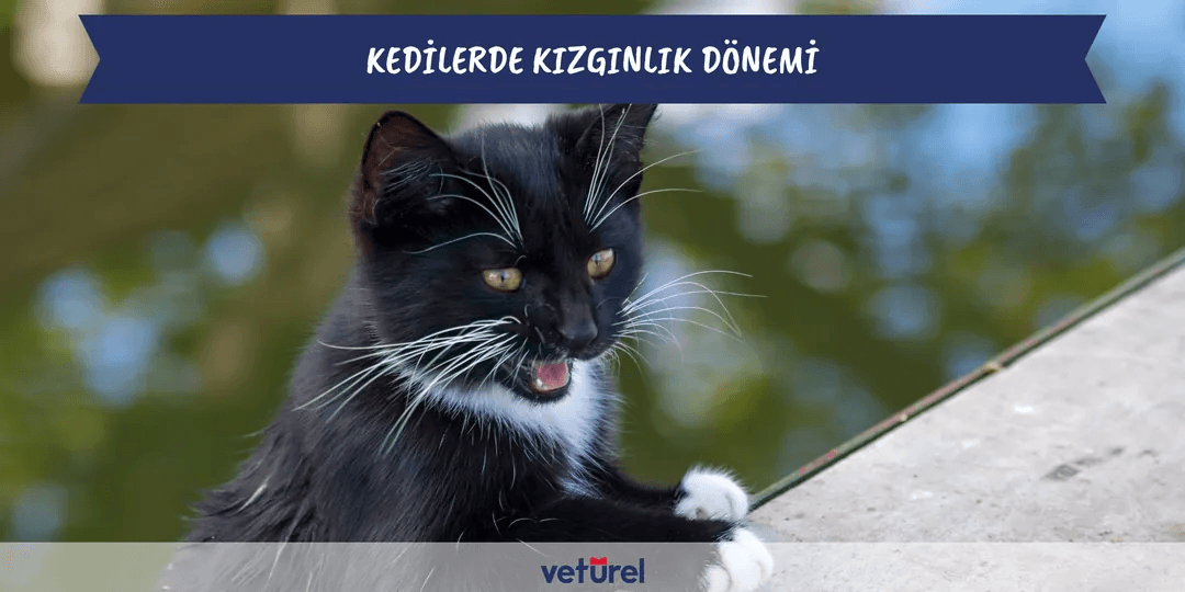 Kedilerde Kızgınlık Dönemi