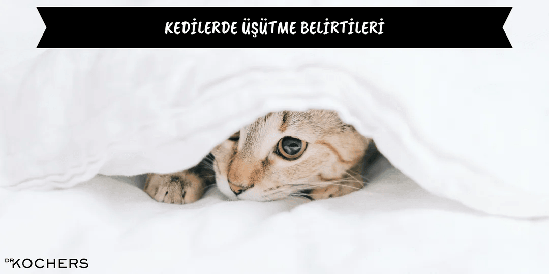 Kedilerde Üşütme Belirtileri