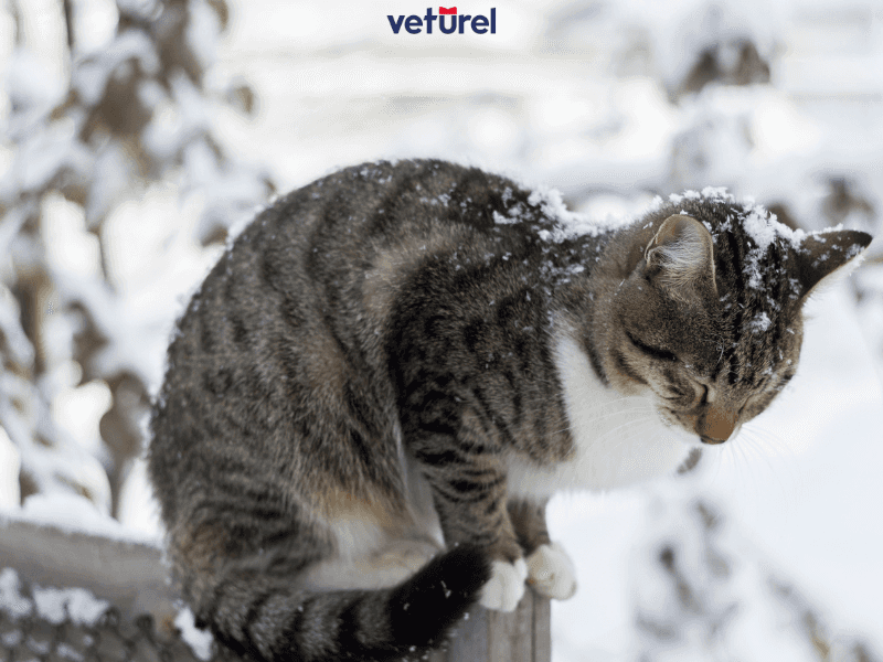 kedilerde üşütme belirtileri