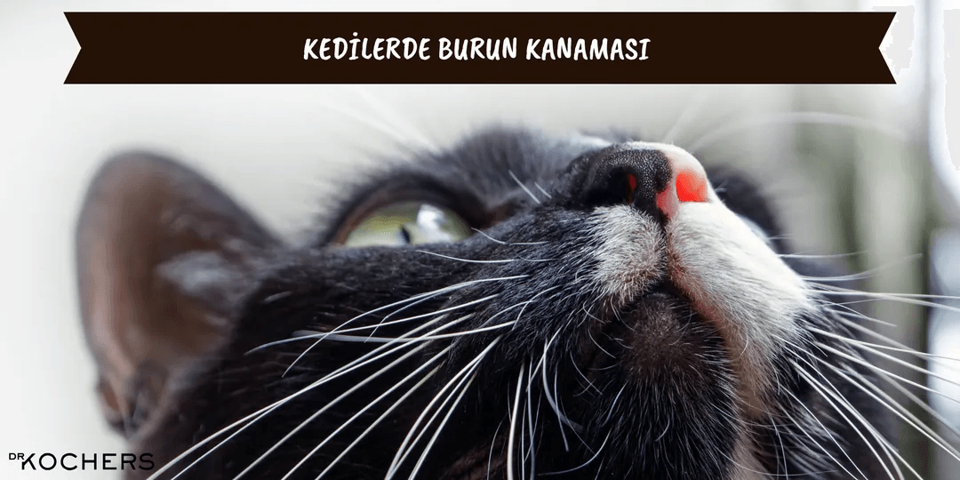 Kedilerde Burun Kanaması