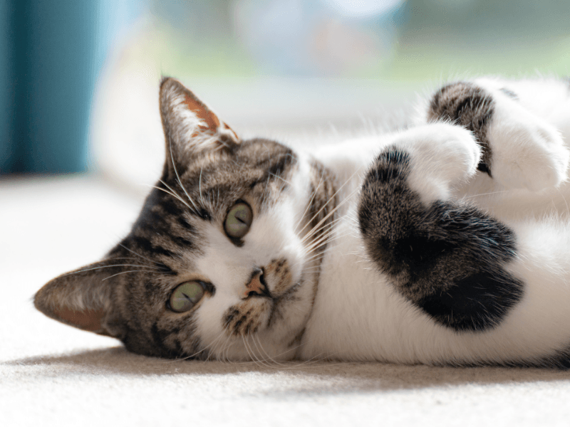 kedi anemisi nedir 