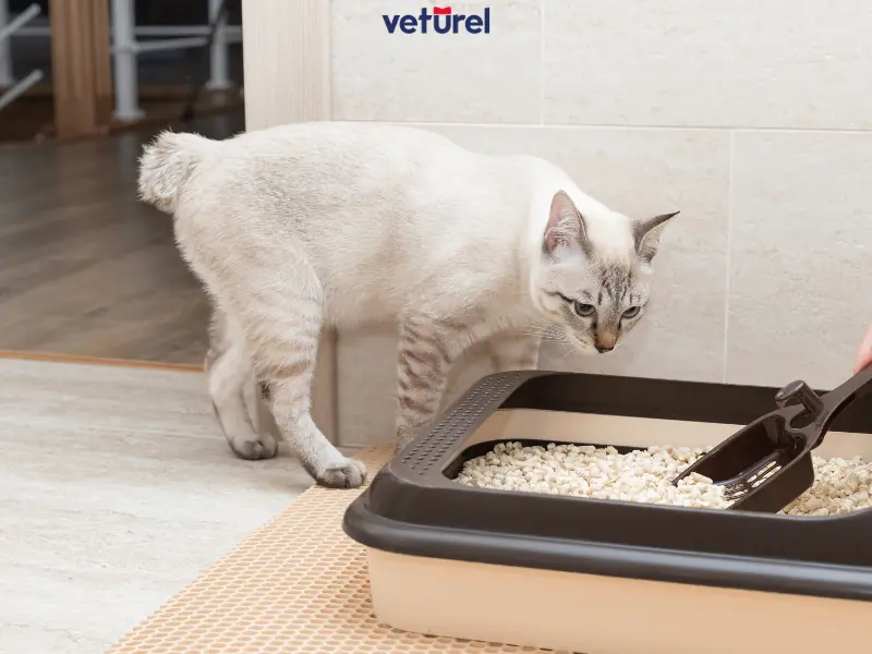 Evde Kedi Tuvaleti Nerede Olmalı ? 