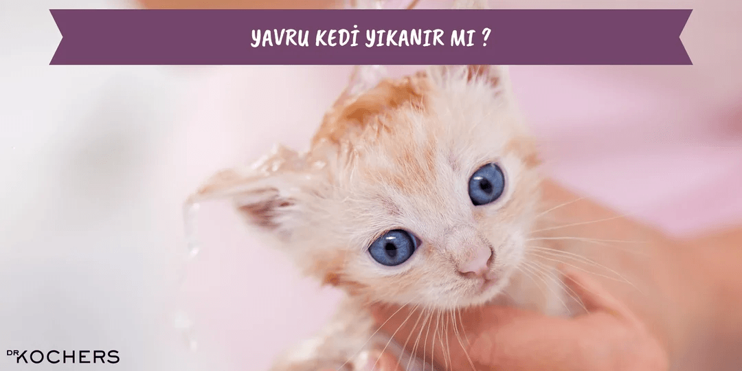 Yavru Kedi Yıkanır Mı ?